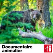 Pochette_Documentaire-Animalier_HD.jpg